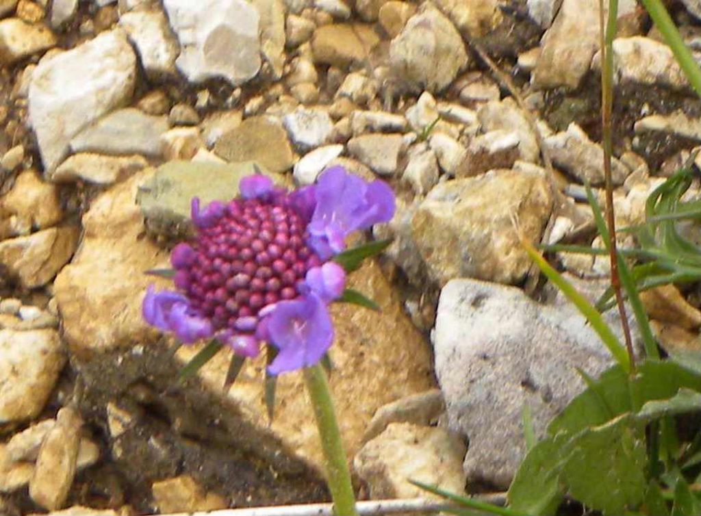 Scabiosa lucida